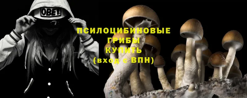 Галлюциногенные грибы Magic Shrooms  как найти   Дальнегорск 